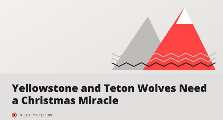Yellowstone and Teton Wolves Need a Christmas Miracle