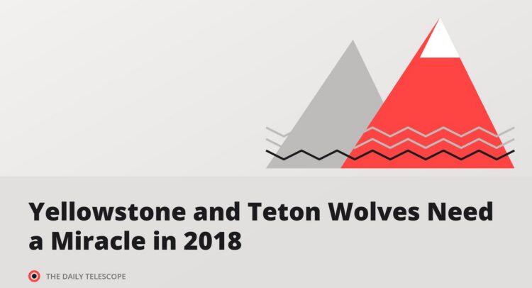Yellowstone and Teton Wolves Need a Miracle in 2018